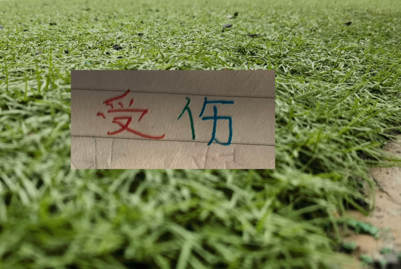 hth体育平台-也是扯平！重庆让了李镇全+阿马杜 申花伤特谢拉 盖伊